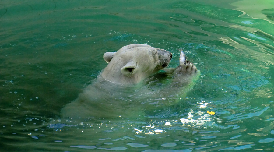 Eisbärin VILMA am 23. Juli 2012 im Wuppertaler Zoo