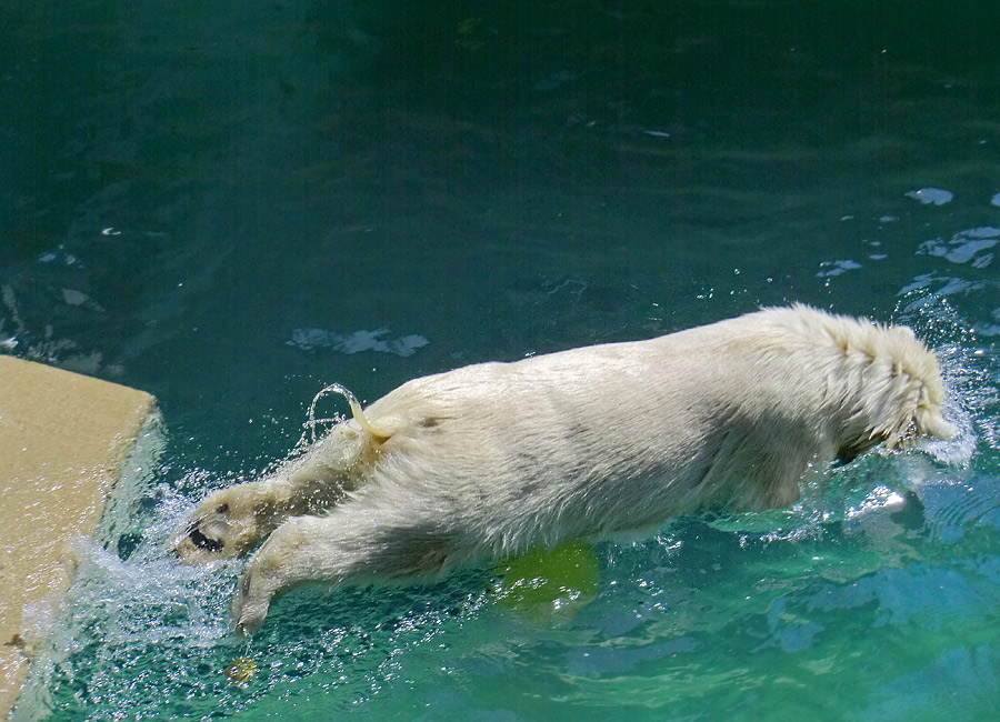 Eisbärjungtier ANORI am 24. Juli 2012 im Wuppertaler Zoo
