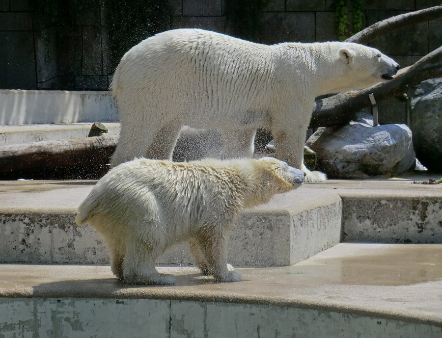 Eisbärjungtier ANORI und Eisbärin VILMA am 24. Juli 2012 im Zoo Wuppertal