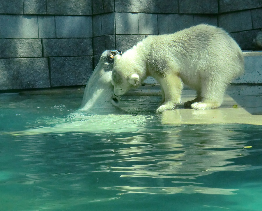 Eisbärin VILMA und Eisbärjungtier ANORI am 25. Juli 2012 im Zoologischen Garten Wuppertal