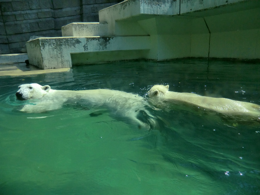 Eisbärin VILMA und Eisbärjungtier ANORI am 25. Juli 2012 im Wuppertaler Zoo
