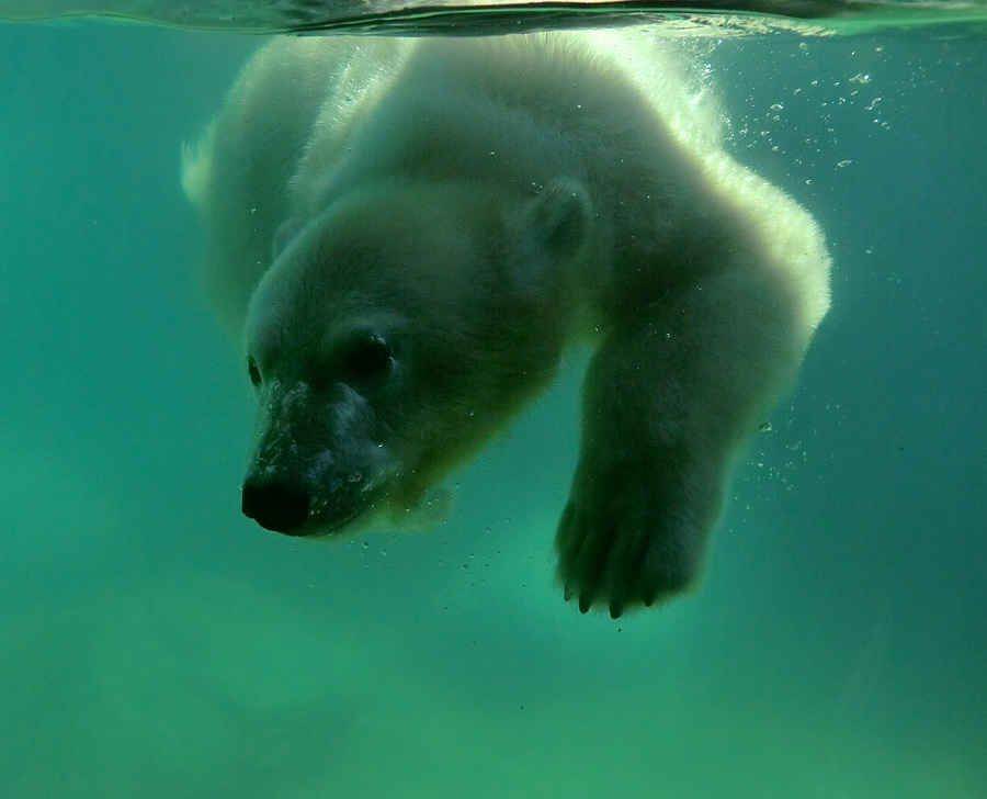 Eisbärjungtier ANORI am 25. Juli 2012 im Zoologischen Garten Wuppertal