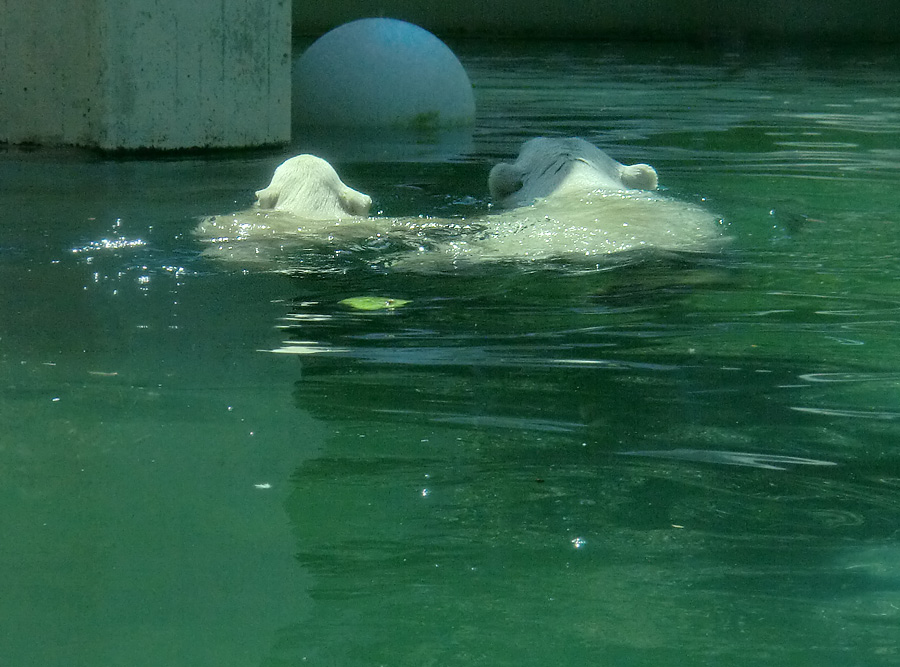 Eisbärjungtier ANORI und Eisbärin VILMA am 25. Juli 2012 im Zoologischen Garten Wuppertal