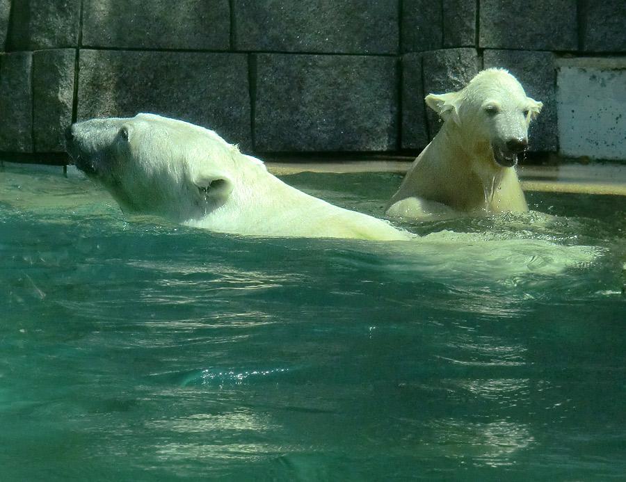 Eisbärin VILMA und Eisbärjungtier ANORI am 25. Juli 2012 im Zoo Wuppertal