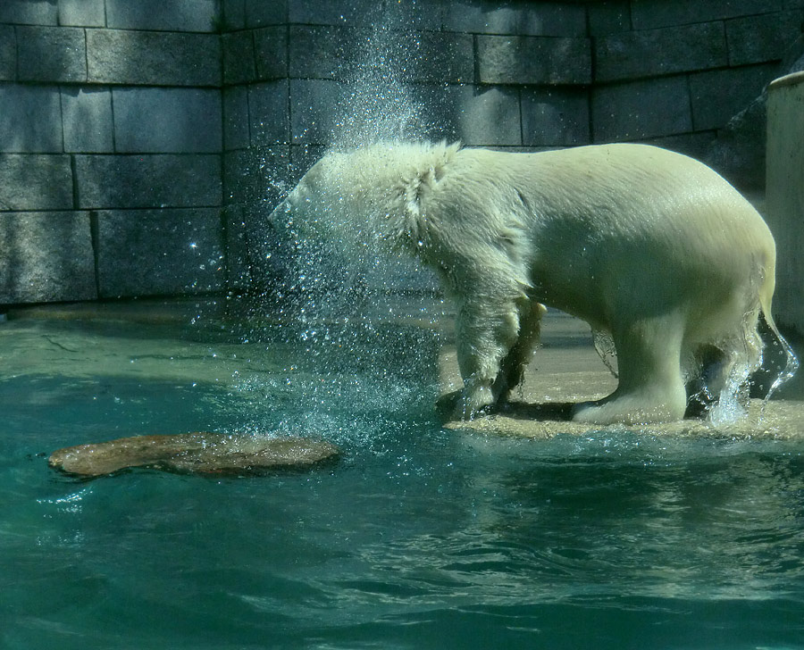 Eisbärjungtier ANORI am 25. Juli 2012 im Wuppertaler Zoo