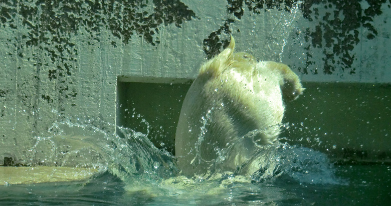 Eisbärjungtier ANORI am 25. Juli 2012 im Wuppertaler Zoo
