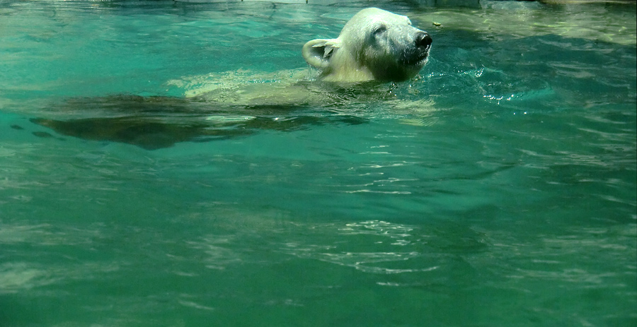 Eisbärjungtier ANORI am 25. Juli 2012 im Zoo Wuppertal