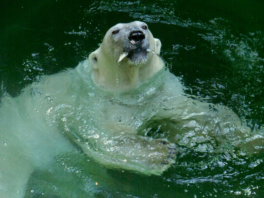 Eisbärin VILMA am 26. Juli 2012 im Zoologischen Garten Wuppertal