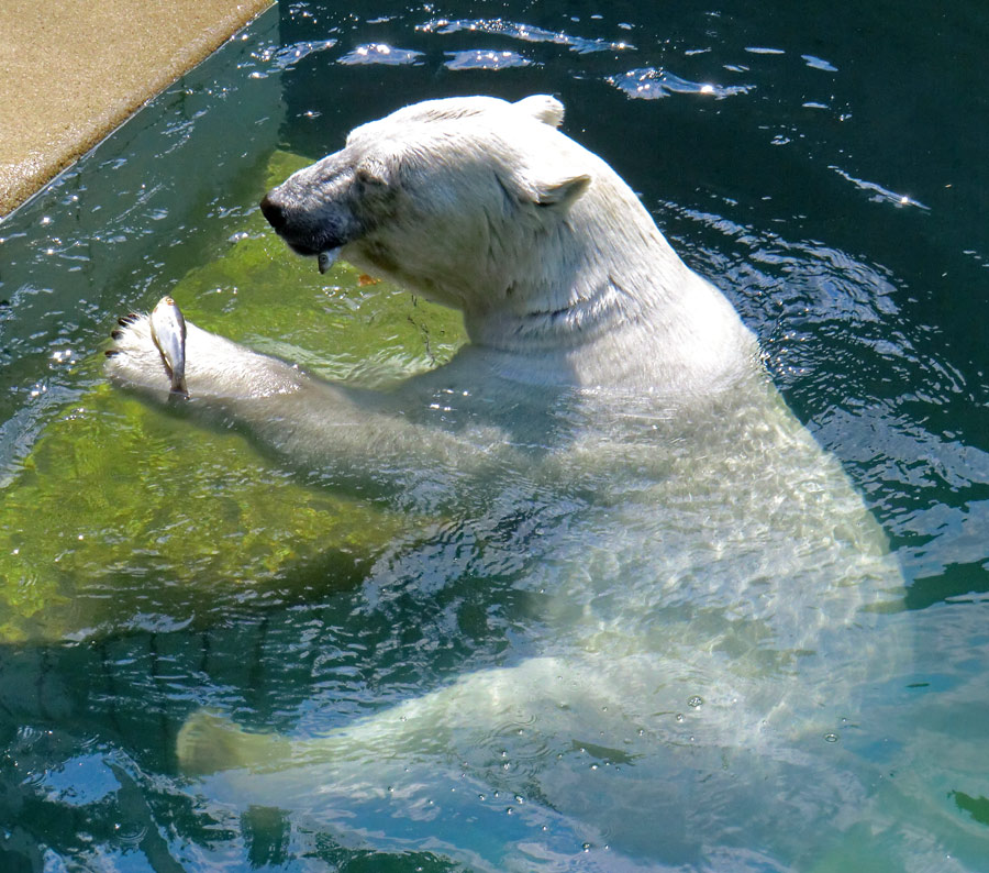 Eisbärin VILMA am 26. Juli 2012 im Wuppertaler Zoo