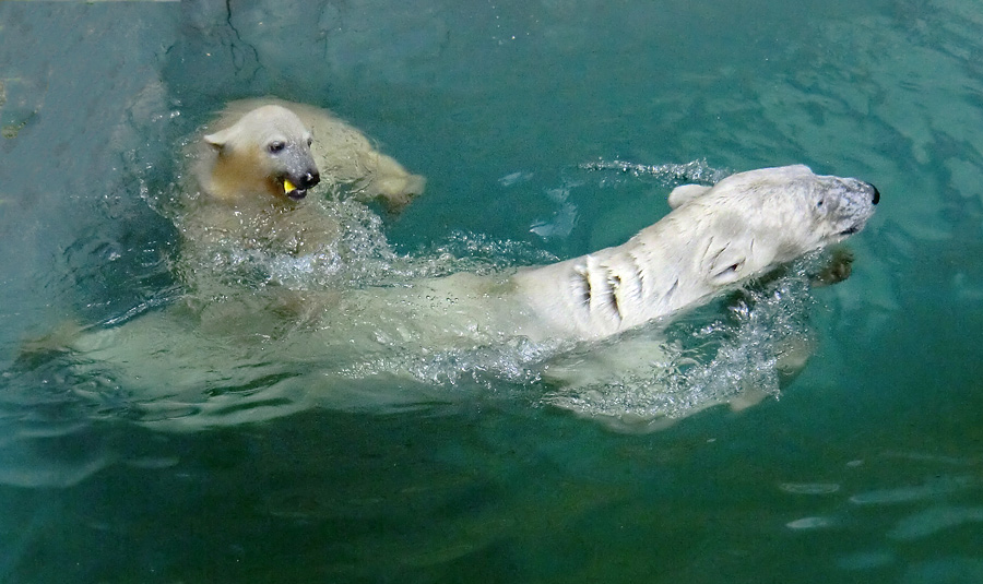 Eisbärin VILMA und Eisbärjungtier ANORI am 26. Juli 2012 im Wuppertaler Zoo