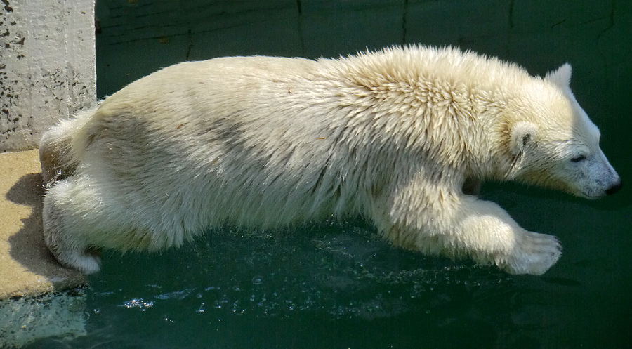 Eisbärjungtier ANORI am 26. Juli 2012 im Zoo Wuppertal