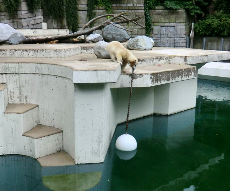 Eisbärjungtier ANORI am 28. Juli 2012 im Zoo Wuppertal