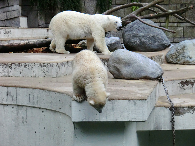 Eisbärjungtier ANORI und Eisbärin VILMA am 28. Juli 2012 im Zoologischen Garten Wuppertal