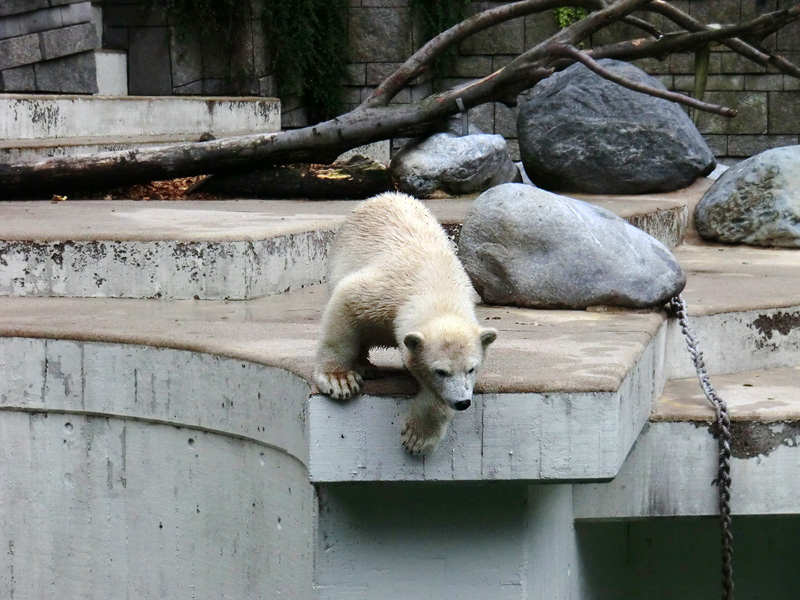Eisbärjungtier ANORI am 28. Juli 2012 im Wuppertaler Zoo