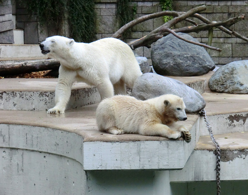 Eisbärjungtier ANORI und Eisbärin VILMA am 28. Juli 2012 im Zoologischen Garten Wuppertal
