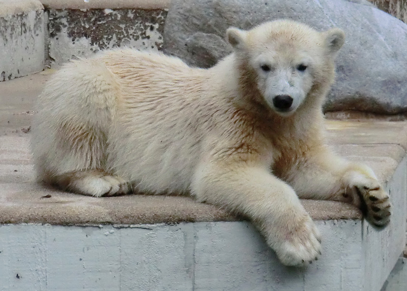 Eisbärjungtier ANORI am 28. Juli 2012 im Wuppertaler Zoo