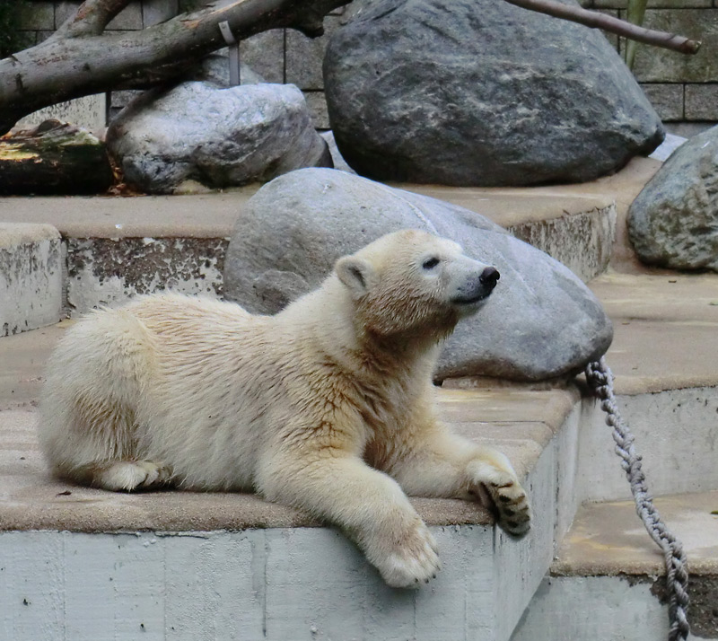 Eisbärjungtier ANORI am 28. Juli 2012 im Zoo Wuppertal
