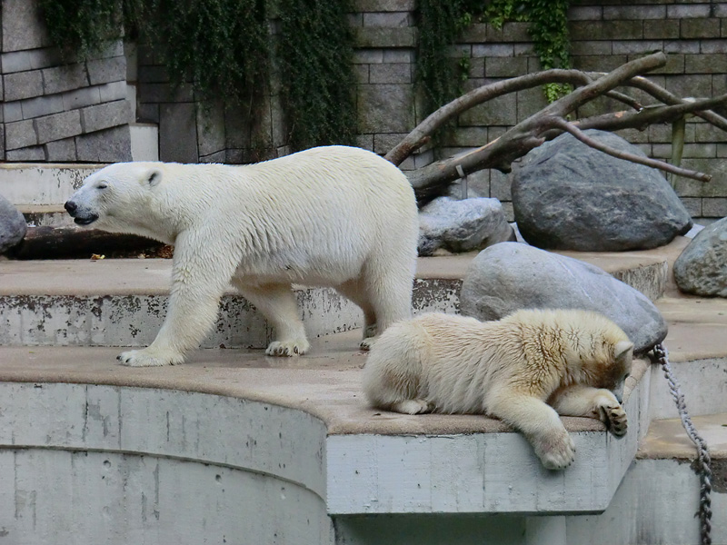 Eisbärin VILMA und Eisbärjungtier ANORI am 28. Juli 2012 im Zoologischen Garten Wuppertal