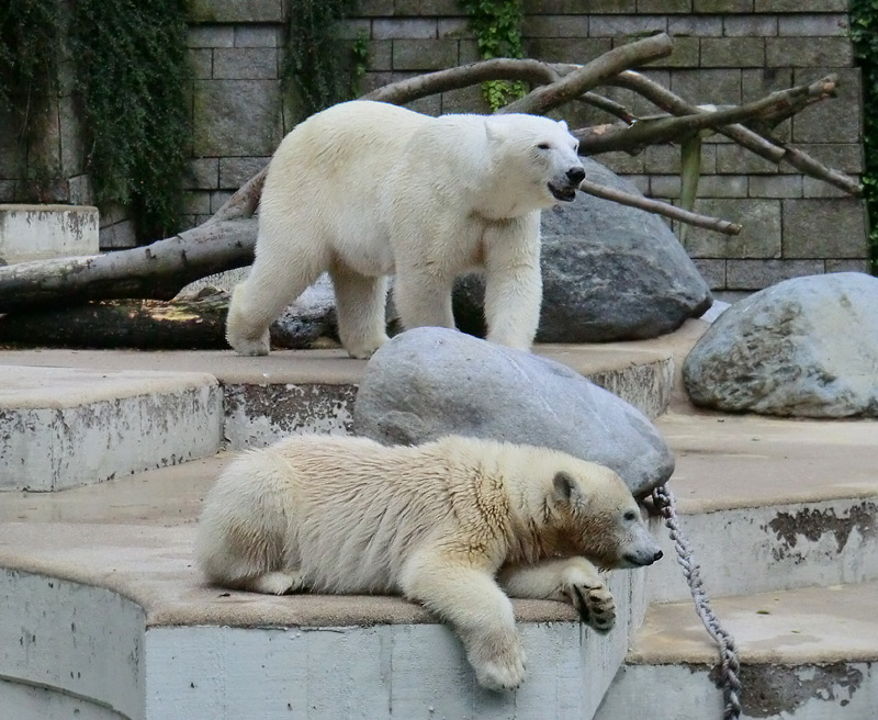Eisbärjungtier ANORI und Eisbärin VILMA am 28. Juli 2012 im Wuppertaler Zoo