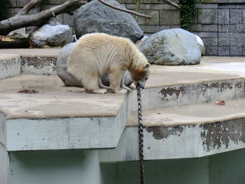 Eisbärjungtier ANORI am 28. Juli 2012 im Zoologischen Garten Wuppertal