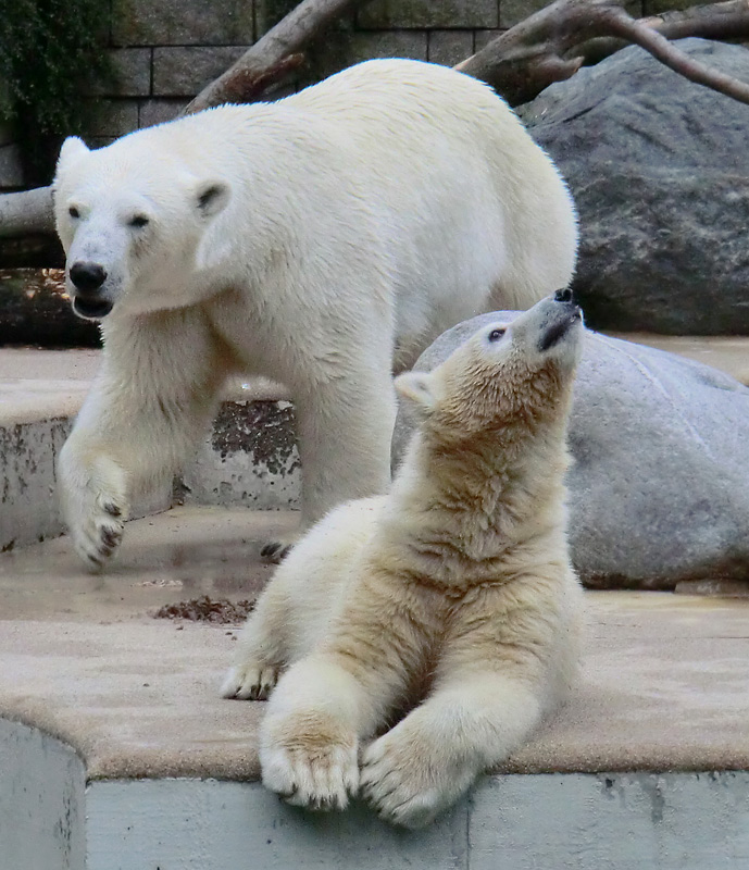Eisbärin VILMA und Eisbärjungtier ANORI am 28. Juli 2012 im Wuppertaler Zoo