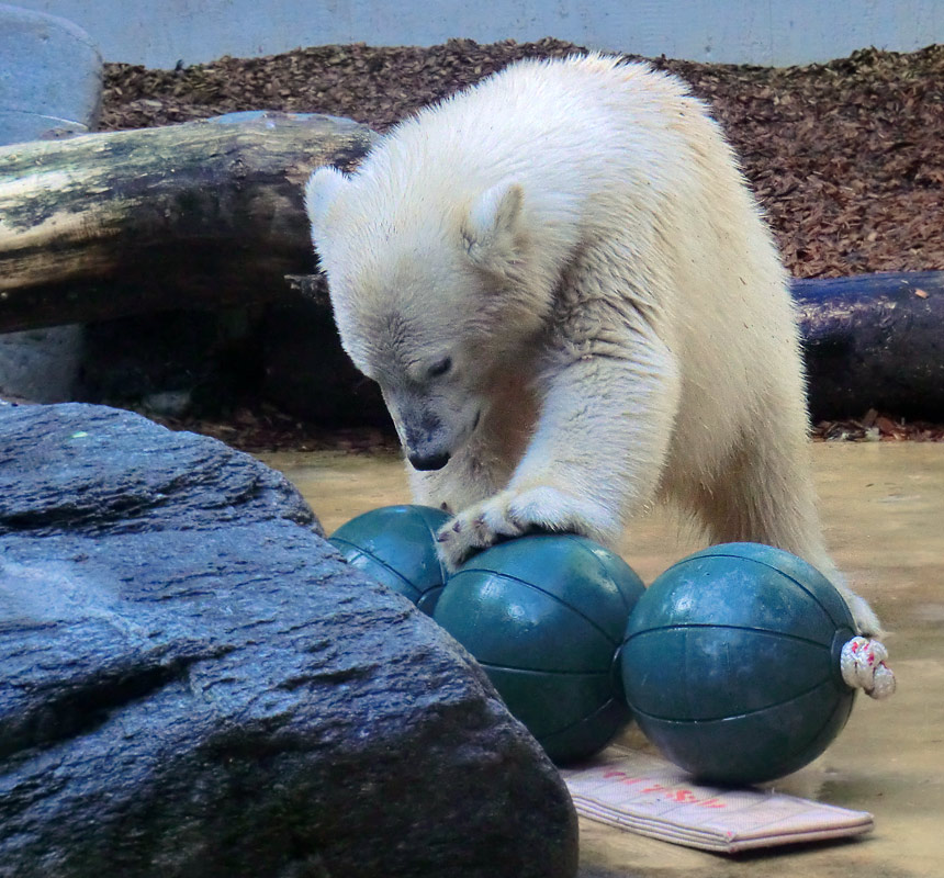 Eisbärjungtier ANORI am 29. Juli 2012 im Zoologischen Garten Wuppertal