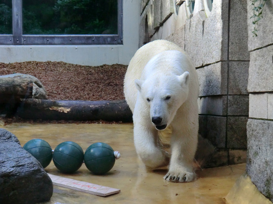 Eisbärin VILMA am 29. Juli 2012 im Wuppertaler Zoo