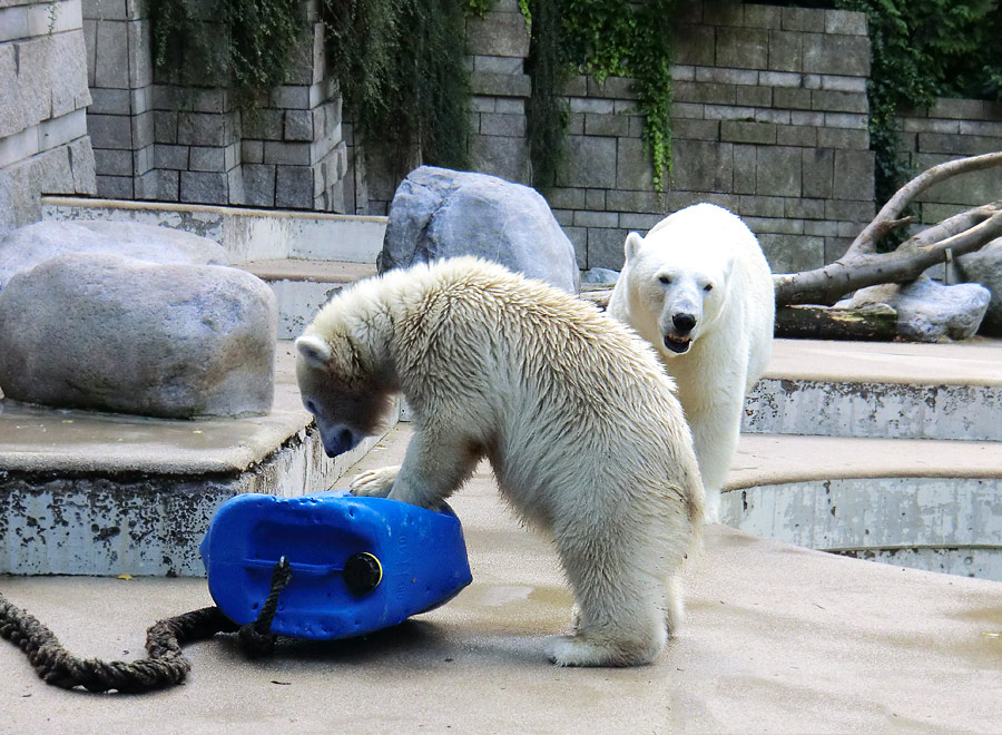 Eisbärjungtier ANORI und Eisbärin VILMA am 29. Juli 2012 im Wuppertaler Zoo