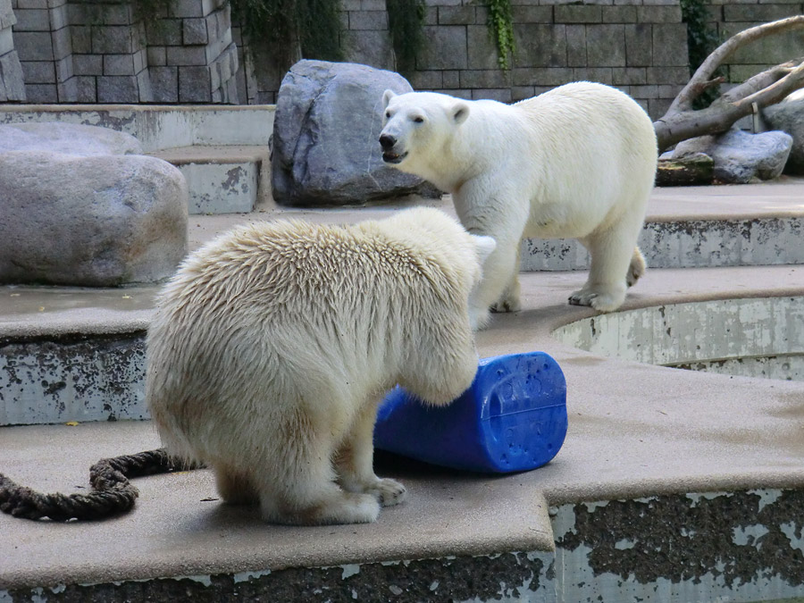 Eisbärjungtier ANORI und Eisbärin VILMA am 29. Juli 2012 im Wuppertaler Zoo