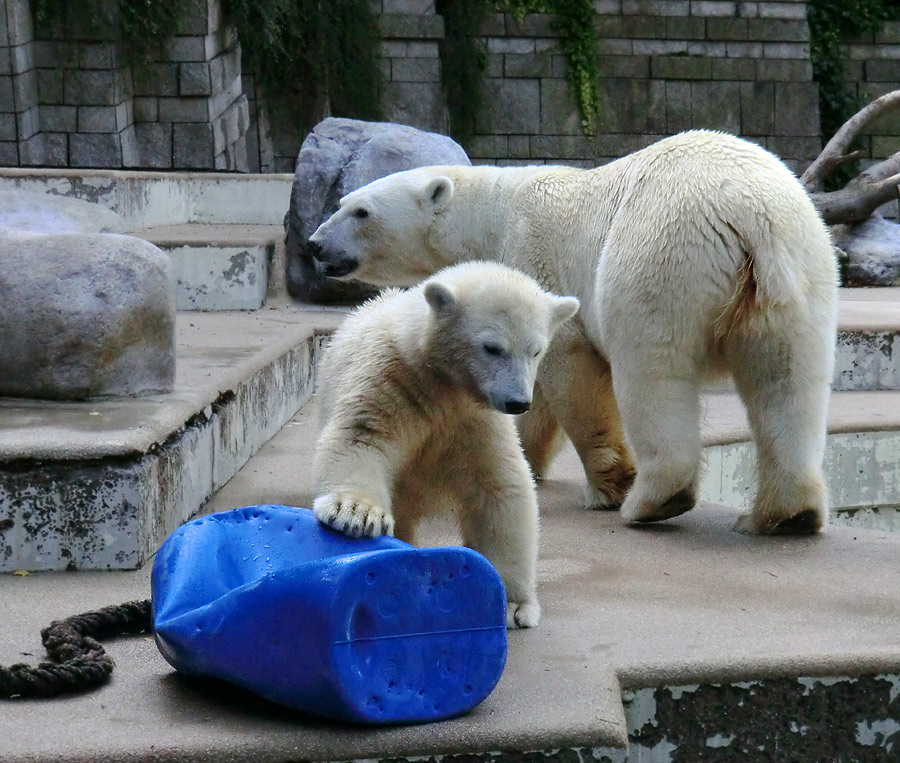 Eisbärjungtier ANORI und Eisbärin VILMA am 29. Juli 2012 im Zoo Wuppertal