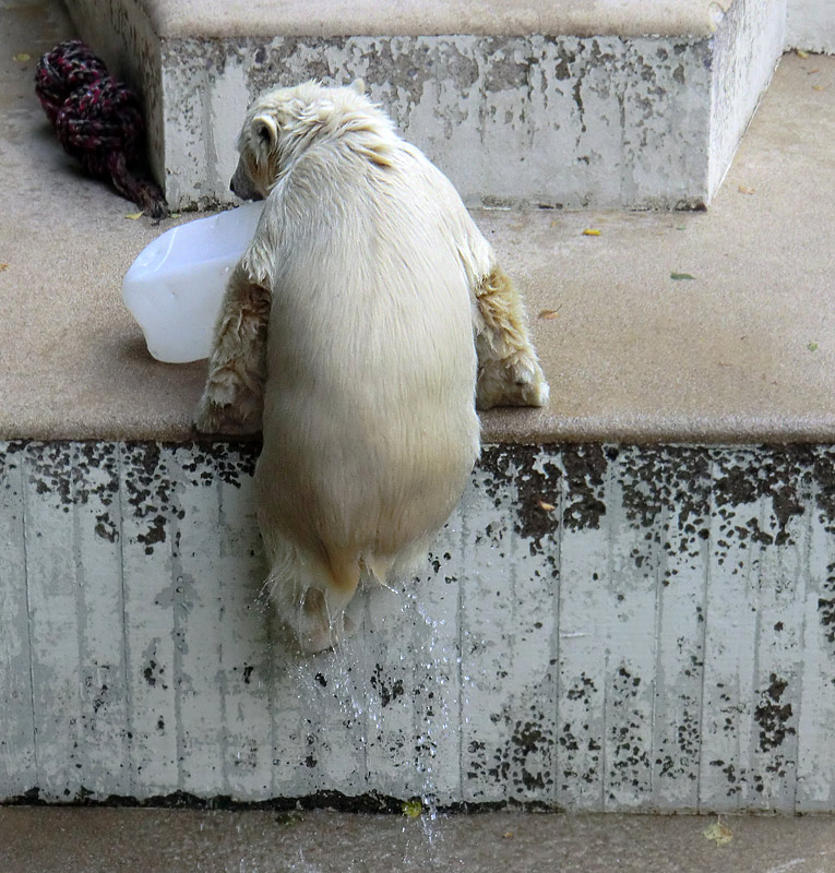 Eisbärjungtier ANORI am 29. Juli 2012 im Zoo Wuppertal