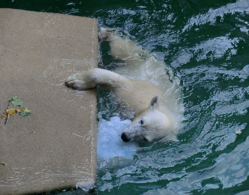 Eisbärjungtier ANORI am 29. Juli 2012 im Zoo Wuppertal