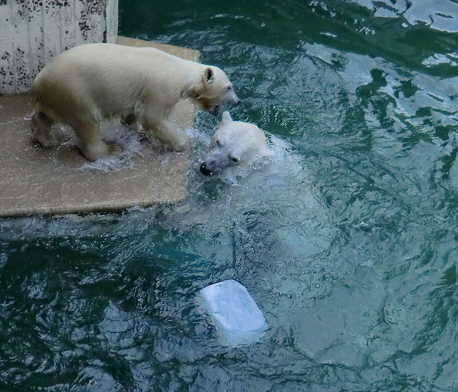 Eisbärjungtier ANORI und Eisbärin VILMA am 29. Juli 2012 im Zoologischen Garten Wuppertal