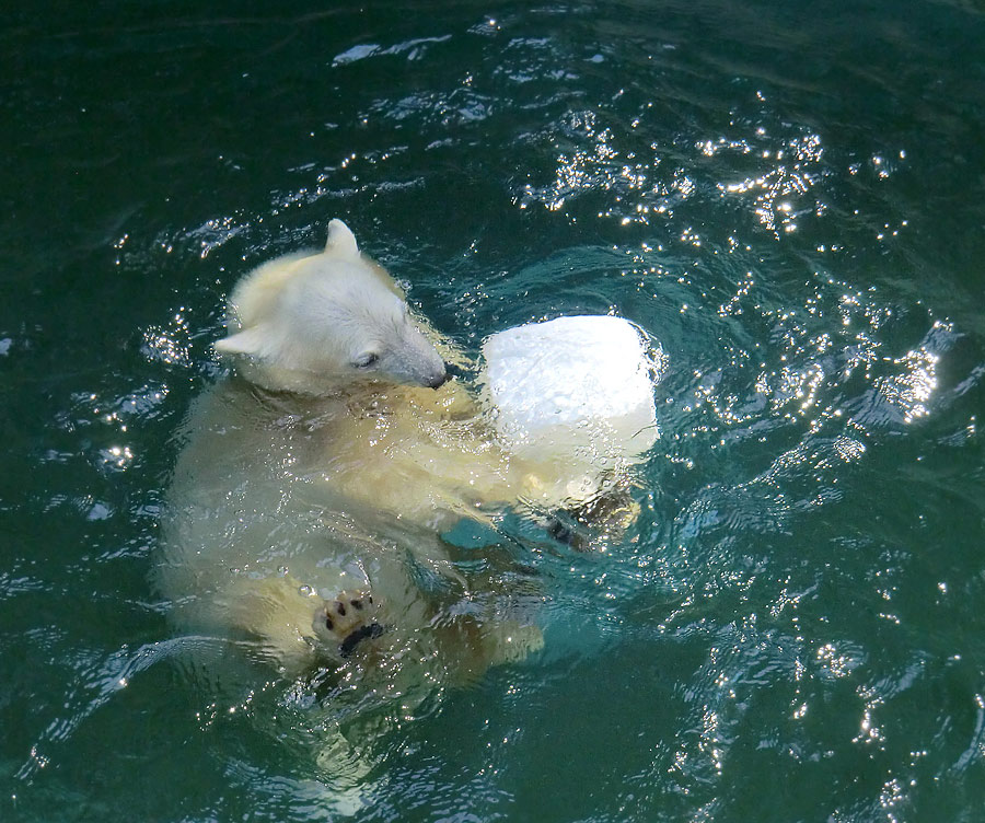 Eisbärjungtier ANORI am 29. Juli 2012 im Wuppertaler Zoo