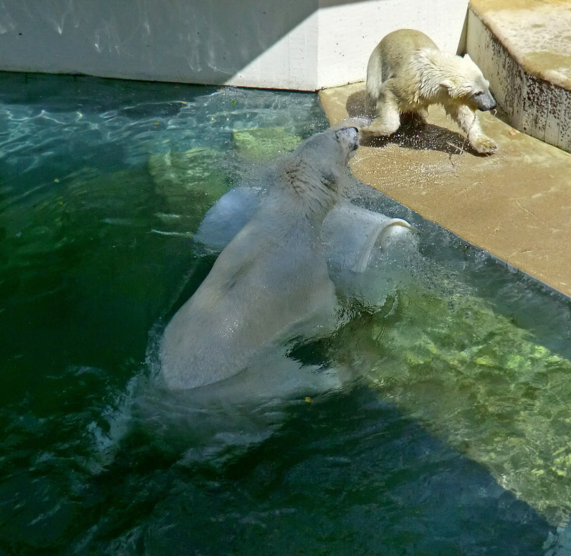 Eisbärin VILMA und Eisbärjungtier ANORI am 29. Juli 2012 im Wuppertaler Zoo
