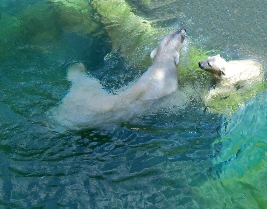 Eisbärin VILMA und Eisbärjungtier ANORI am 29. Juli 2012 im Zoo Wuppertal