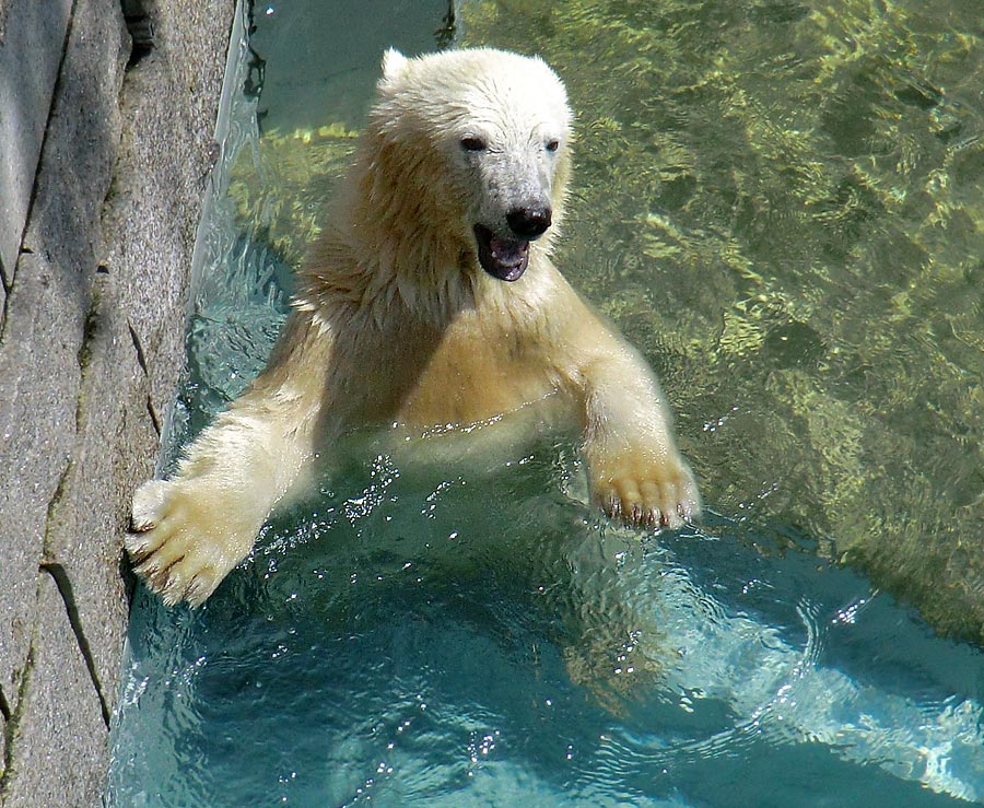 Eisbärjungtier ANORI am 29. Juli 2012 im Wuppertaler Zoo