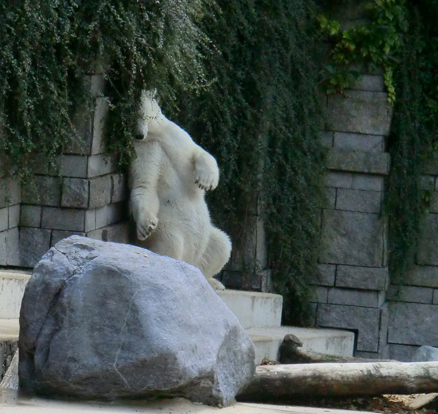 Eisbärin VILMA am 29. Juli 2012 im Zoologischen Garten Wuppertal