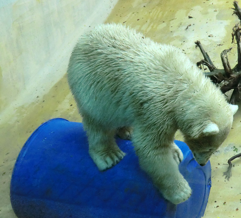 Eisbärjungtier ANORI am 4. August 2012 im Wuppertaler Zoo