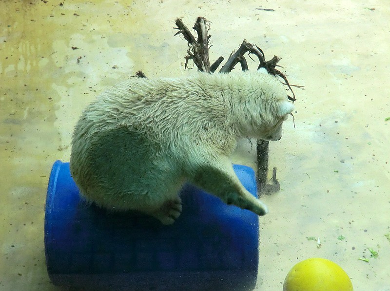 Eisbärjungtier ANORI am 4. August 2012 im Zoo Wuppertal