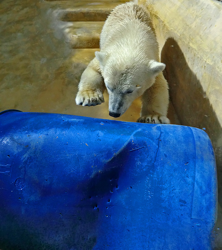 Eisbärjungtier ANORI am 4. August 2012 im Zoologischen Garten Wuppertal