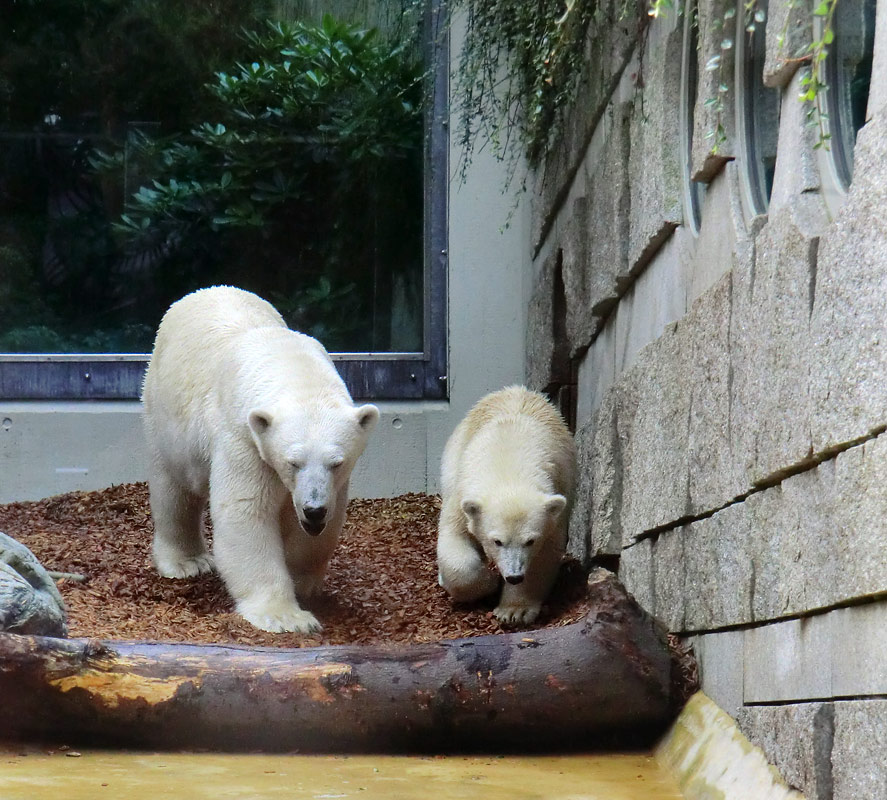 Eisbärin VILMA und Eisbärjungtier ANORI am 4. August 2012 im Zoologischen Garten Wuppertal