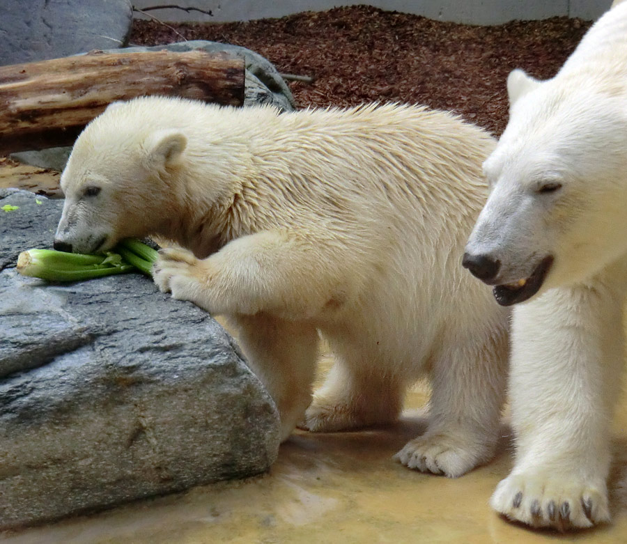 Eisbärjungtier ANORI und Eisbärin VILMA am 4. August 2012 im Wuppertaler Zoo