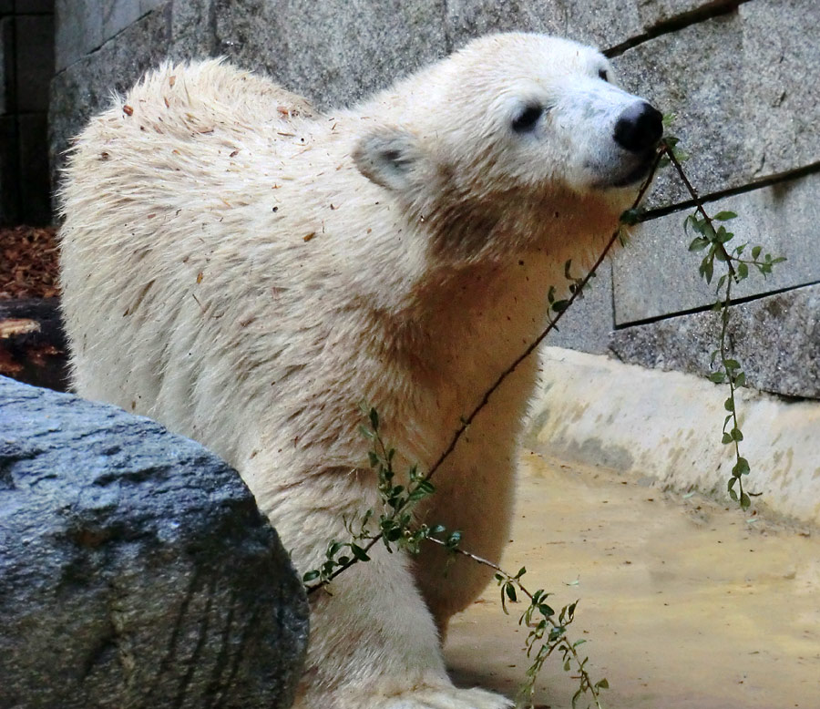 Eisbärjungtier ANORI am 4. August 2012 im Zoo Wuppertal