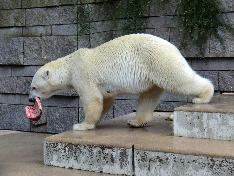 Eisbärin VILMA am 4. August 2012 im Zoologischen Garten Wuppertal