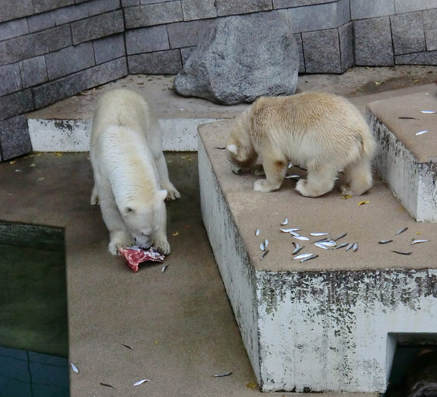 Eisbärin VILMA und Eisbärjungtier ANORI am 4. August 2012 im Zoo Wuppertal