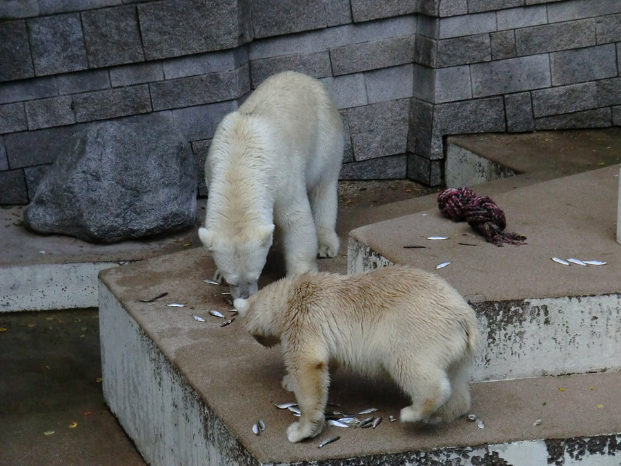 Eisbärin VILMA und Eisbärjungtier ANORI am 4. August 2012 im Wuppertaler Zoo