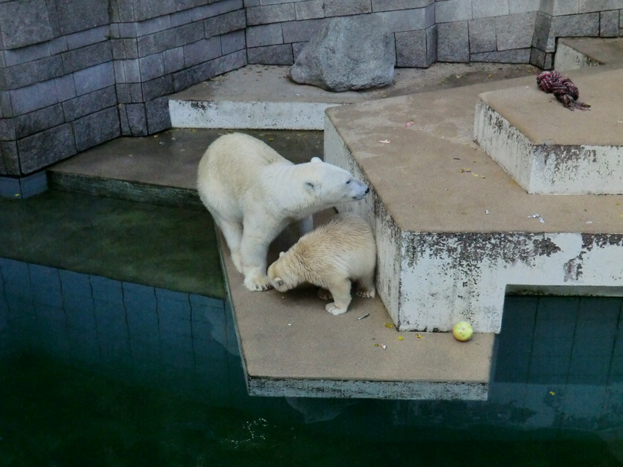 Eisbärin VILMA und Eisbärjungtier ANORI am 4. August 2012 im Wuppertaler Zoo