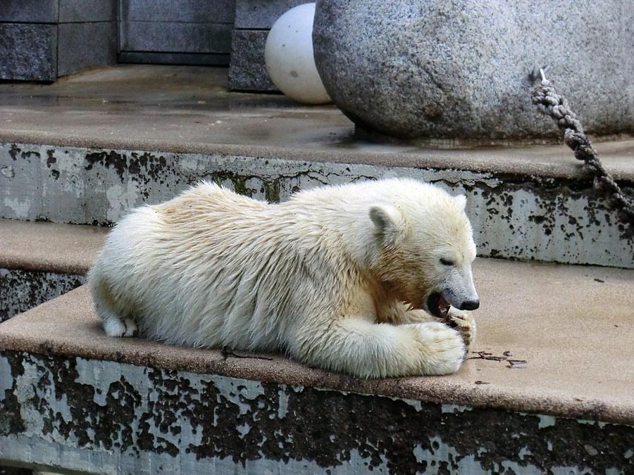 Eisbärjungtier ANORI am 4. August 2012 im Zoologischen Garten Wuppertal