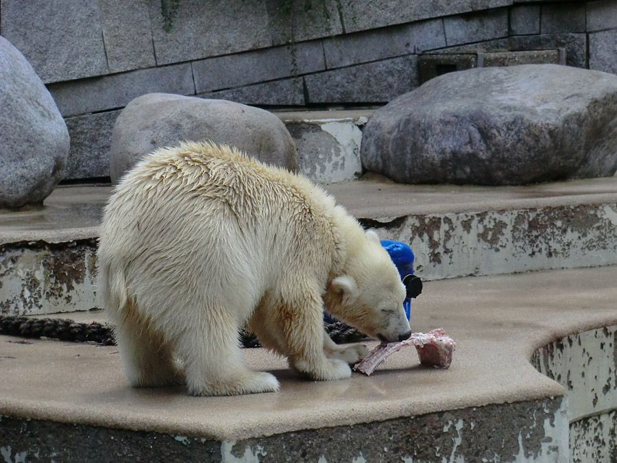 Eisbärjungtier ANORI am 4. August 2012 im Wuppertaler Zoo